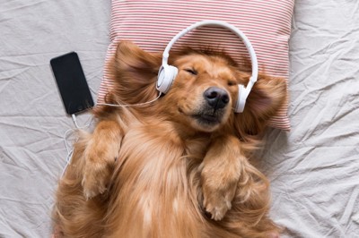 ヘッドホンをつける犬