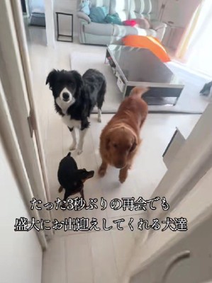 愛犬たちと『3秒間だけ』離れてみた結果→ドアを開けた瞬間に…予想を超える反応が愛おしすぎると6万再生「可愛いが渋滞」「最高な空間」と絶賛