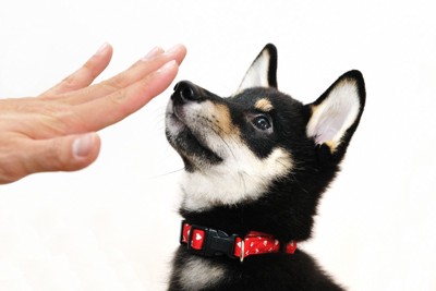 しつけをされる黒柴の子犬