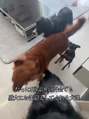 慌てて駆け寄るわんずたち