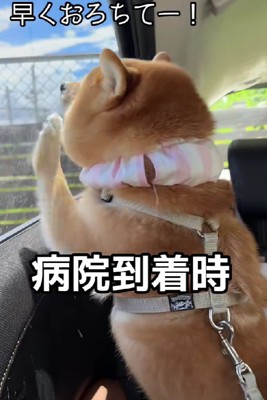 「早く遊びたい!」