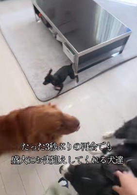 想定外の帰宅に大喜び♪