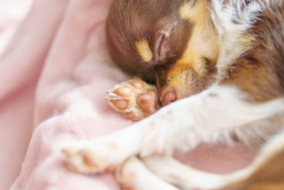 ブランケットの上で眠る犬