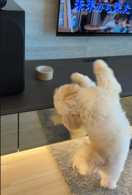 台の上のガムテープを『絶対に取りたい』と奮闘する犬→必死すぎて『衝撃の体勢』になる光景が48万再生「めちゃ頑張ってるｗ」「ダンスかなｗ」