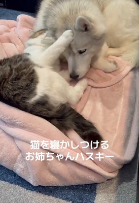 ローズちゃんとロイくんのお昼寝3