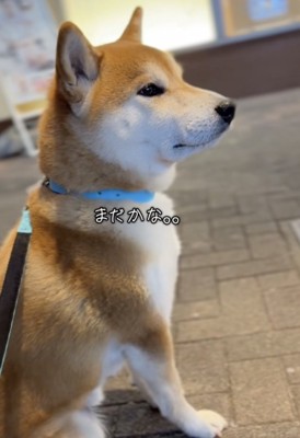 じーっ…