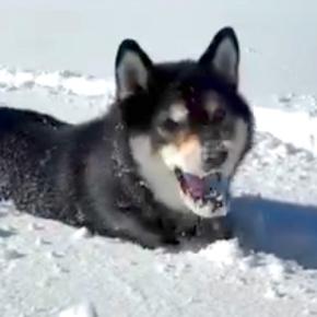雪が積もった日、犬と一緒に外で遊んだ結果→『雪の中を駆け回る光景』に癒されると67万再生「見てて気持ちがいい」「筋肉痛になりそうｗ」