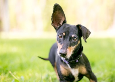 片耳を立てる犬