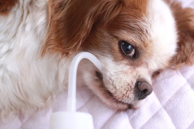 老犬に水を飲ませる