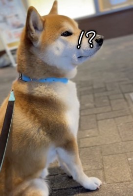 「あれは…」