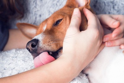 飼い主の手を舐める犬
