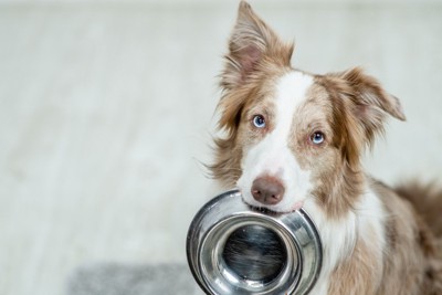 フードボウルをくわえている犬