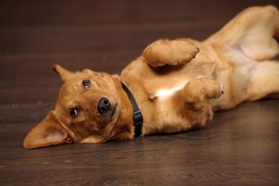 お腹を見せて様子をうかがう犬