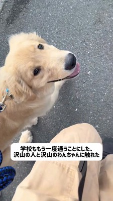 散歩中に飼い主を見上げる子犬