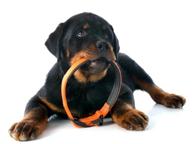 首輪をくわえる子犬