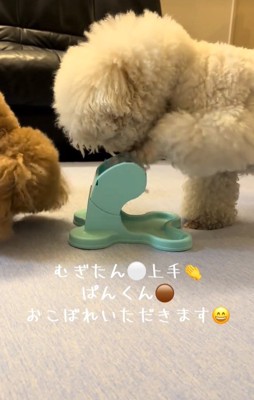 おやつをたべる小型犬達
