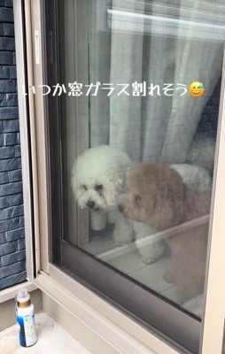 飼い主の帰りを喜ぶ小型犬