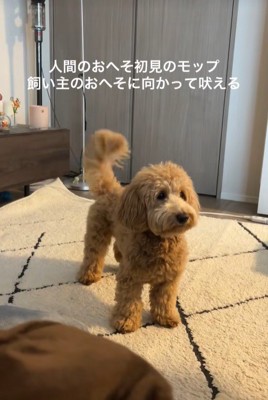 おへそを見たアルくんの反応