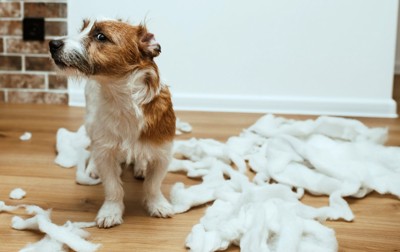 ボロボロにした犬