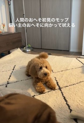 おへそを見たアルくんの反応6