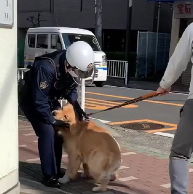 大型犬の散歩中『バイクに乗った警察官』と遭遇→微笑ましすぎる『まさかの対応』が35万再生「大好きが溢れてる」「なんて素敵な関係」と絶賛