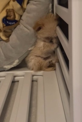 ブランちゃんの寝姿3