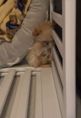 ブランちゃんの寝姿2