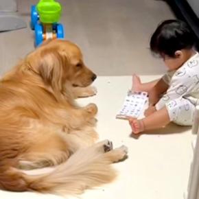 『流行りのシール交換』を1歳の子供が大型犬とした結果→『付き合ってあげる姿』が優しすぎると34万再生「面倒見てる…」「なんて愛おしい」