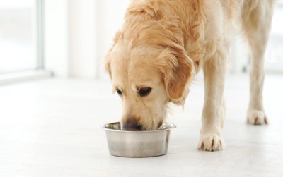 水を飲む犬