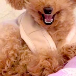 『お仕事行ってくるね』と犬に伝えた結果→『寂しがるかな』と思ったら…理想とはかけ離れた『態度』が10万再生「クワッて顔ｗｗ」「最高」