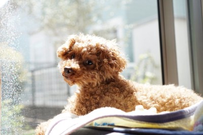 窓辺で振り返る犬