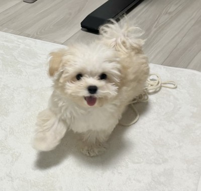 マルプー