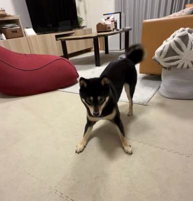 『他の犬に浮気』をして家に帰った結果→お出迎えしてくれた愛犬が…『猛抗議』をする光景に反響「ちゃんと謝罪した方がw」「やっちゃったね」