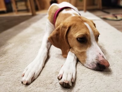 ふてくされる犬