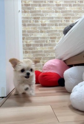 ブランちゃん＆チョコビちゃん4