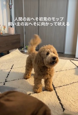 おへそを見たアルくんの反応2