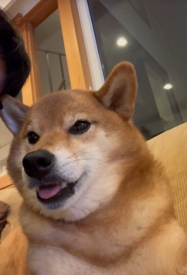 『耳を触られると声が出ちゃう柴犬』がSNSで話題　触れられた瞬間『おしゃべりスイッチ』が入る光景が186万再生「聞いたことない声ｗｗ」