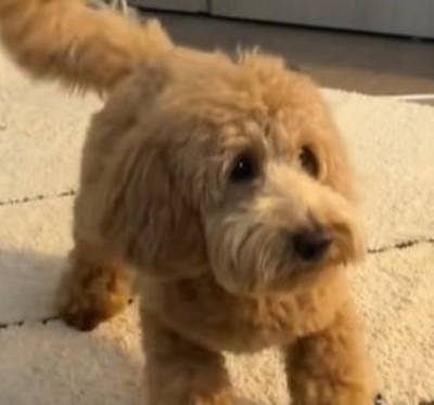 初めて『人間のおへそ』を見た犬→ビビっていたので、お腹を動かしたら…思わず笑う光景が93万再生「犬生1週目ww」「おもろすぎる」と爆笑