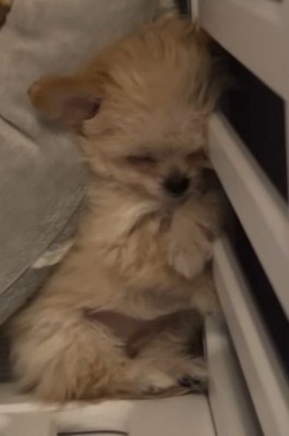 ブランちゃんの寝姿6