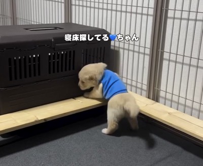 木の枠に登ろうとする子犬