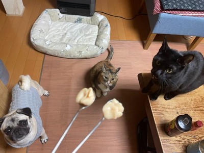 ちゅ〜る