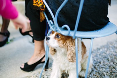 椅子の下に隠れる犬
