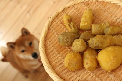 さつまいもと柴犬