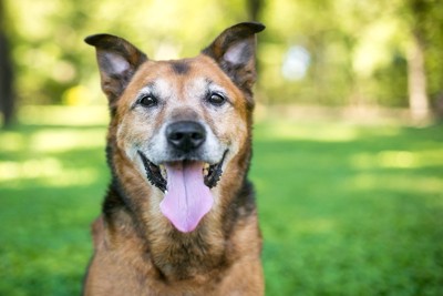 茶の老犬、顔の白髪