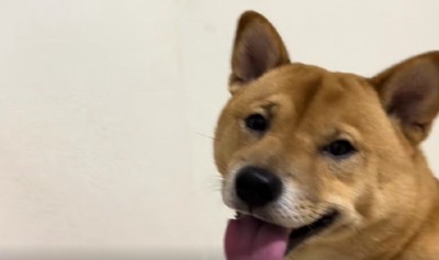 「もう会えないの…？」