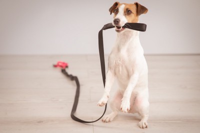 散歩を催促する犬