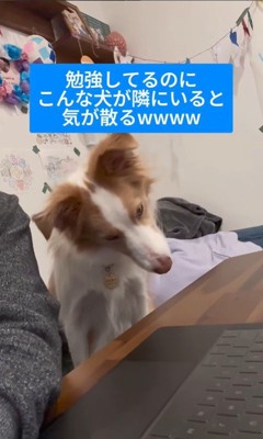 勉強中に隣にきたラスカルくん5