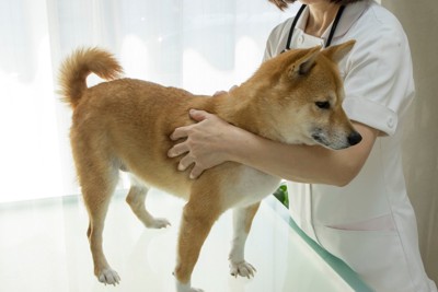 診察台の上の柴犬