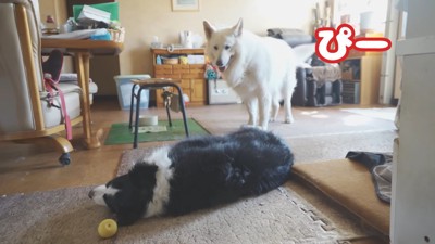 ラッキーちゃんを預かった時のBJ くん4