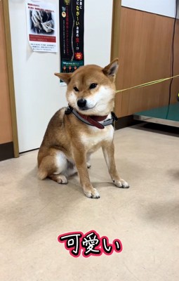 可愛いごんちゃん
